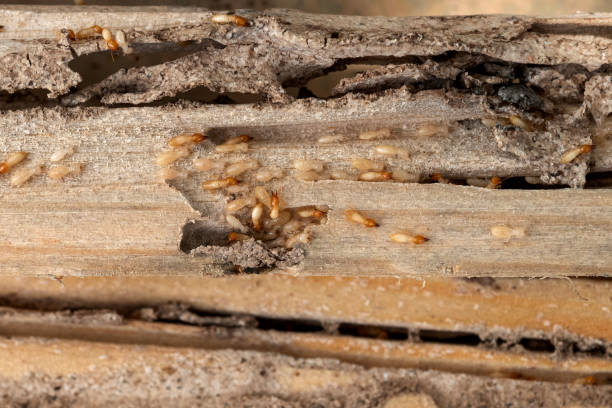 Wasp Removal Services in Volo, IL