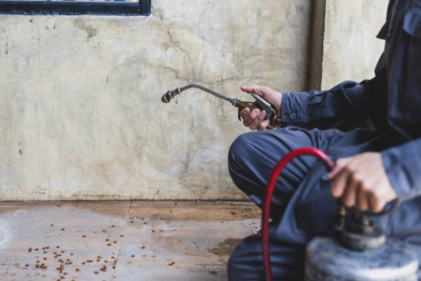 Wasp Removal Services in Volo, IL